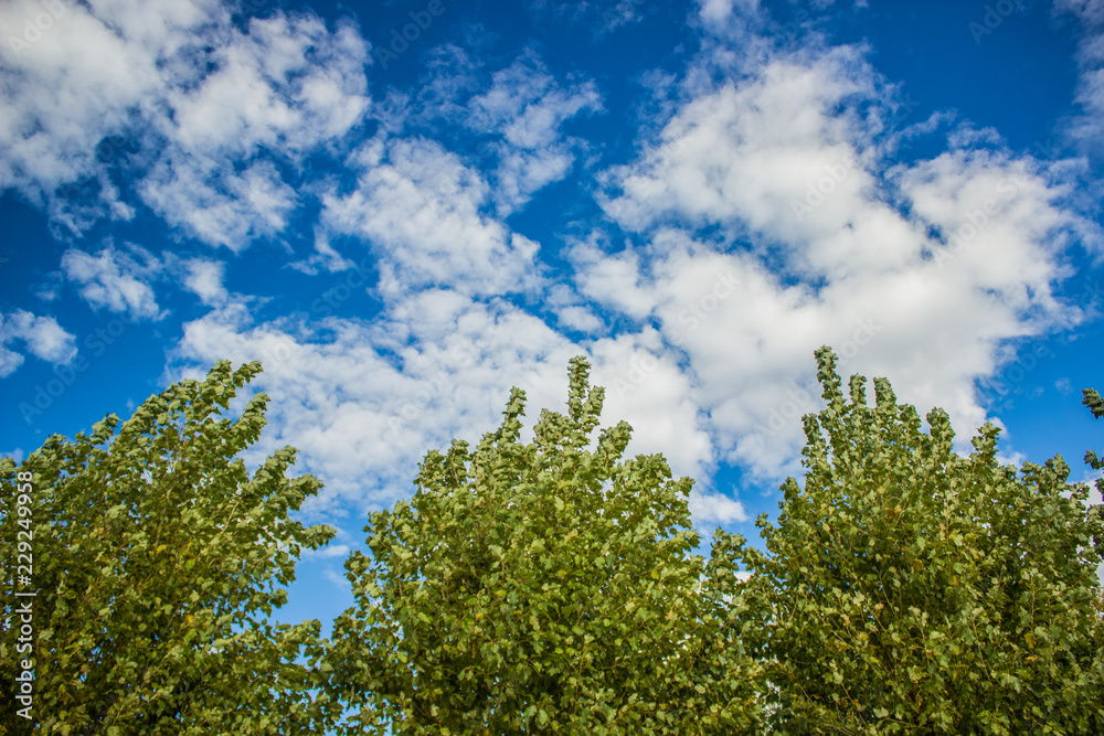 top of green trees and blue cloudy sky natural scenery landscape with empty space for copy or text
