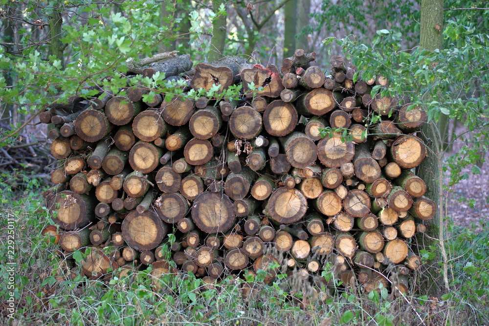 Woodpile in the forest, forestry