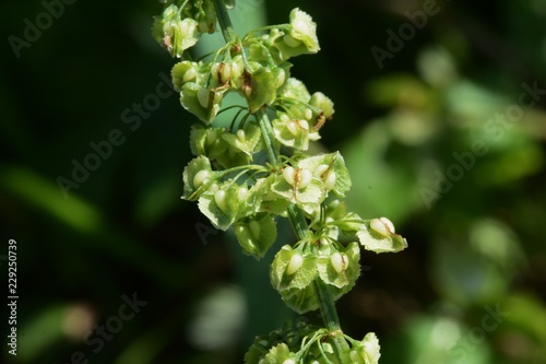 Rumex japonicus fruits / Polygonaceae weed
