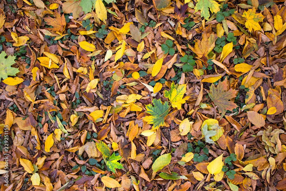 Autumn leaves background 