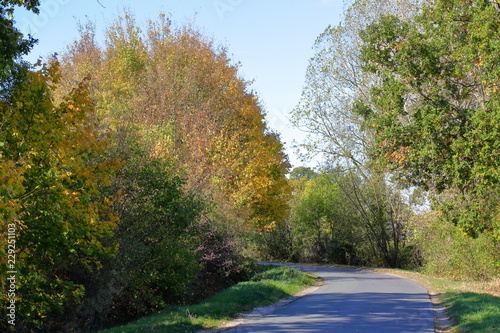 Path, avenue, row of trees, road, recreation, future, autumn