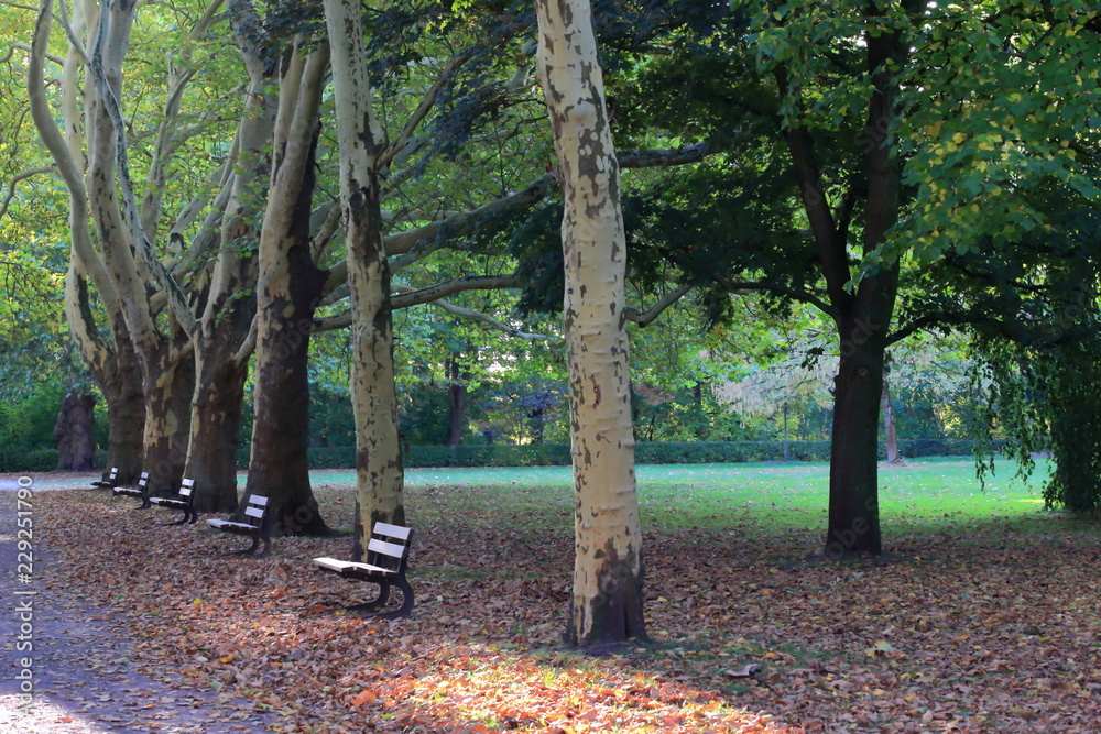 Bank row in front of trees, avenue, pension, rest, retirement Bank row in front of trees, avenue, pension, rest, retirement