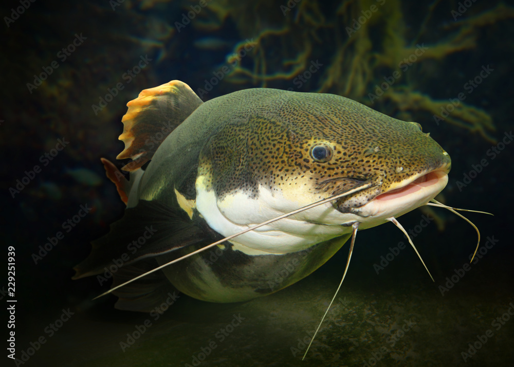 Fototapeta premium Underwater photography of The Red Tail Catfish (Phractocephalus hemiliopterus). This tropical fish is native to the Amazon, Orinoco, and Essequibo river basins of South America.