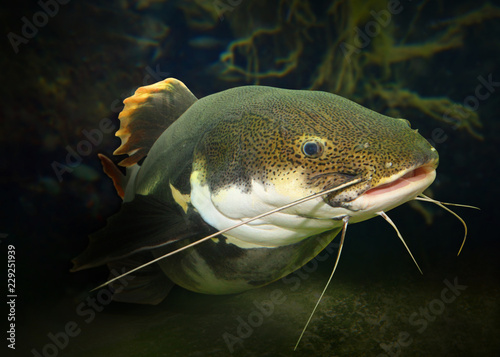 Underwater photography of The Red Tail Catfish (Phractocephalus hemiliopterus). This tropical fish is native to the Amazon, Orinoco, and Essequibo river basins of South America.