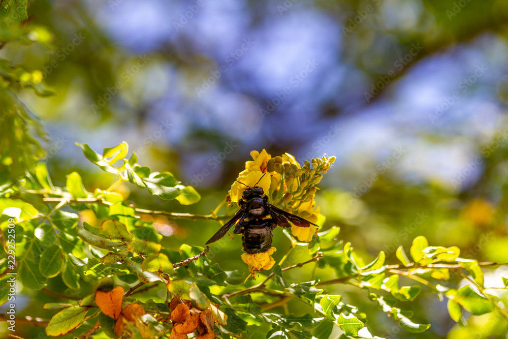 bee on flower 2 bee on flower 2
