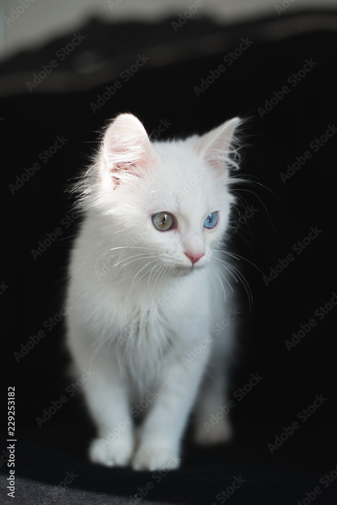 Cute white kitten with heterochromia (different eye color) on a black sofa