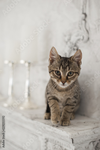 Cute playful kitten in stylish interior © litts