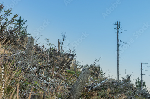 Fototapeta Naklejka Na Ścianę i Meble -  Windthrop in Beskidy mountains, forest attacked by spruce bark beetle, Poland