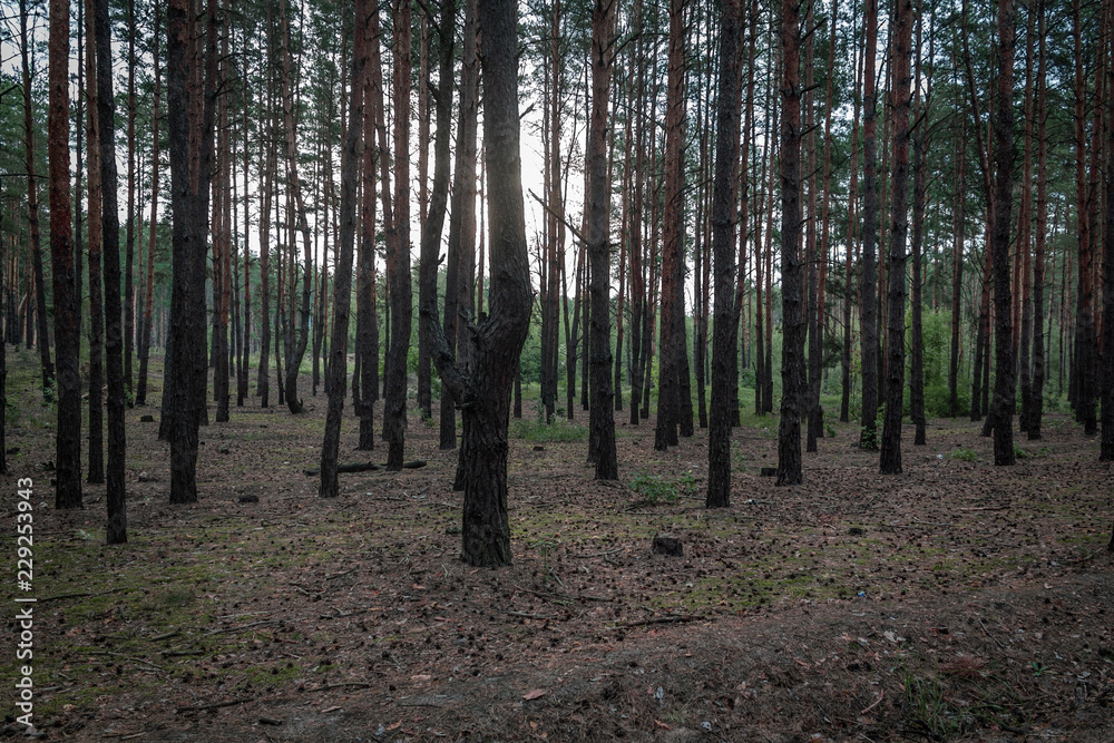 Fototapeta premium Inside of the forest