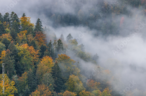 Colorful autumn forest and morning mist