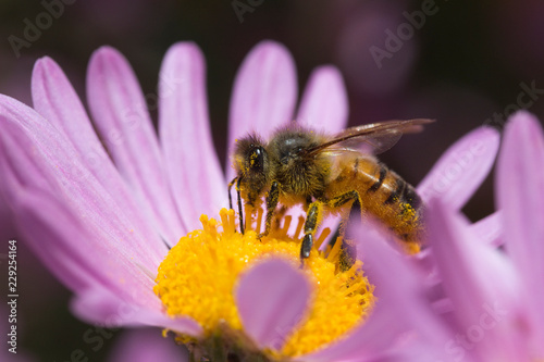 Bee on Chrysanthemum 'Clara Curtis' photo