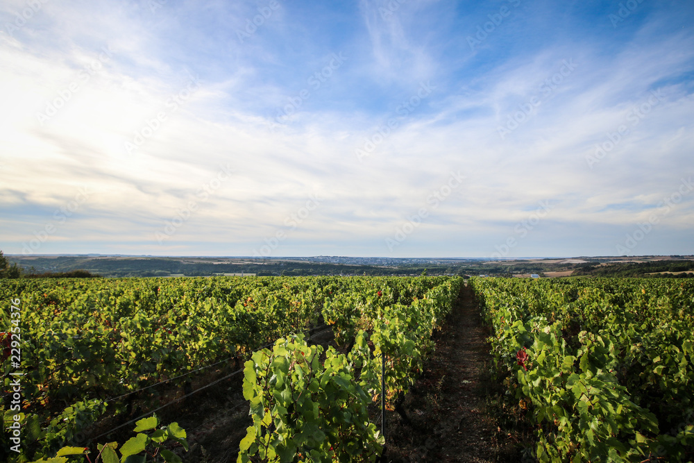 French vineyard of Burgundy
