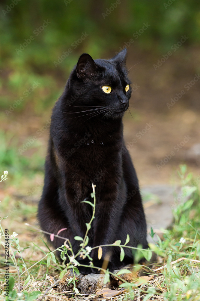 Serious bombay black cat with yellow eyes portrait outdoors