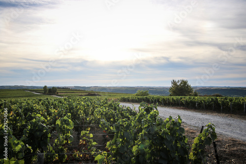 Burgundy French vineyard © Joachim Martin