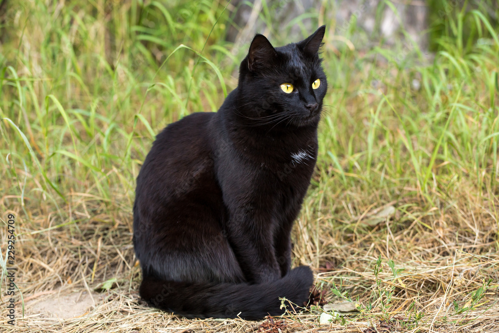 Black cat sitting in grass, nature Black cat sitting in grass, nature