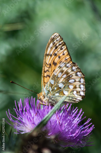 Dark Green Fritillary butterfly on a thistle showing underwing