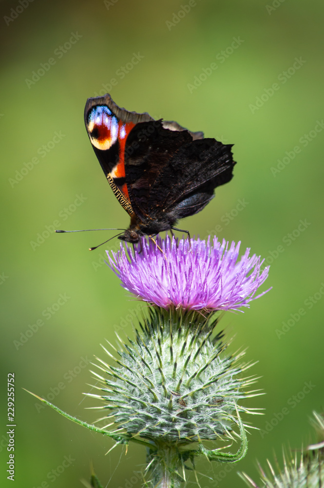 Peacock butterfly feeding from a thistle Peacock butterfly feeding from a thistle
