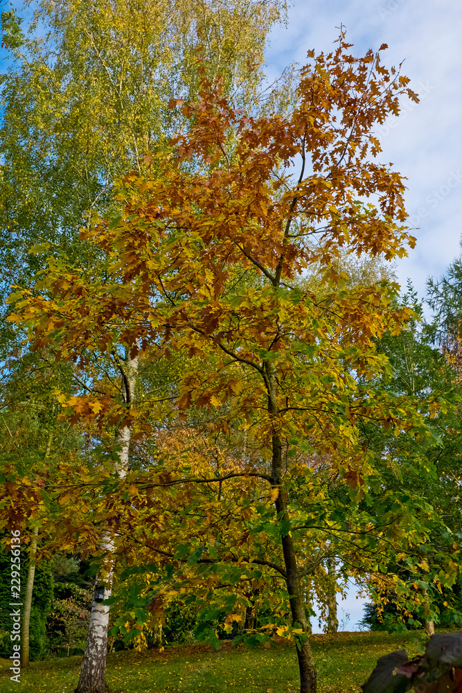 Bodenham Arboretum autumn colours Worcestershire