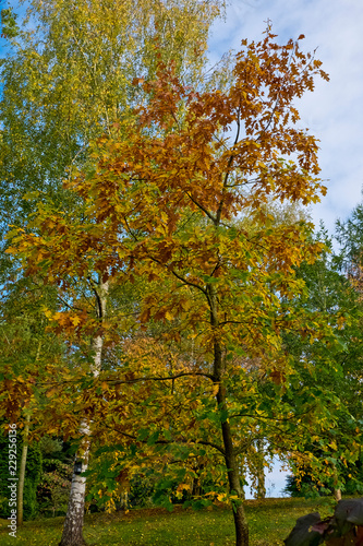 Bodenham Arboretum autumn colours Worcestershire