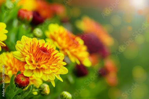 Yellow and red Mum or Chrysanthemum flowers in bloom in autumn. Copy space. 