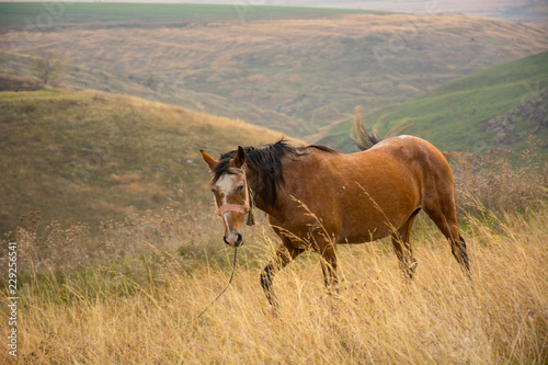 Fototapeta Naklejka Na Ścianę i Meble -  Horse in field grazes on hill background at sunny day
