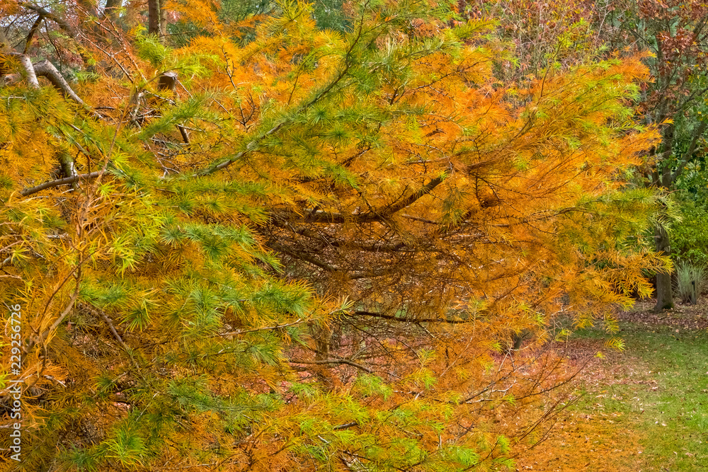 Bodenham Arboretum autumn colours Worcestershire Bodenham Arboretum autumn colours Worcestershire