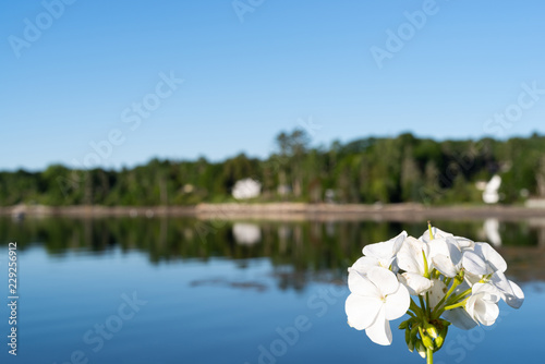 Close view of blooming white flowers in the foreground with the coastline of Searsport, Maine in the background.