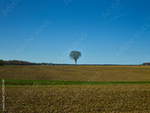 Tree in field 014