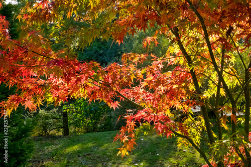 Bodenham Arboretum autumn colours Worcestershire