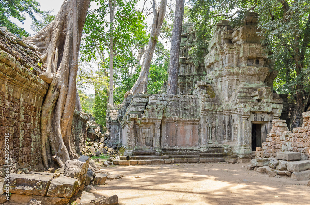 Roots of a spung running along the gallery of the Ta Prohm temple in Angkor Thom, Cambodia
