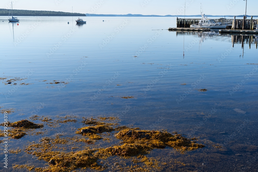 Public pier plus boats moored on Penobscot Bay at Searsport with floating seaweed in the foreground.
