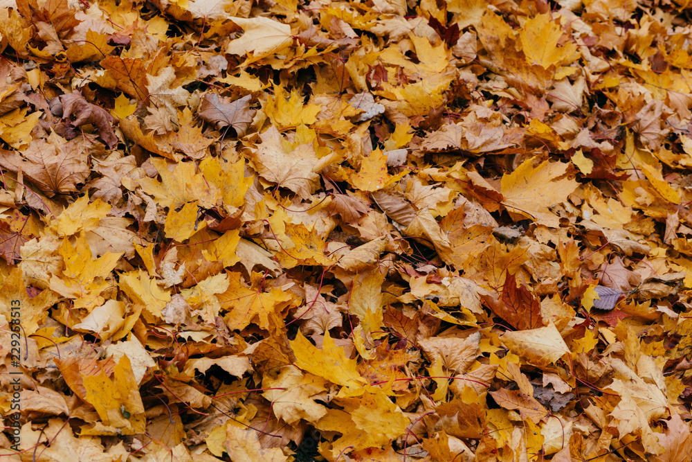 Texture, background or pattern. Yellow autumn maple leaves on ground. Orange foliage. October or November. Environment Texture, background or pattern. Yellow autumn maple leaves on ground. Orange foliage. October or November. Environment