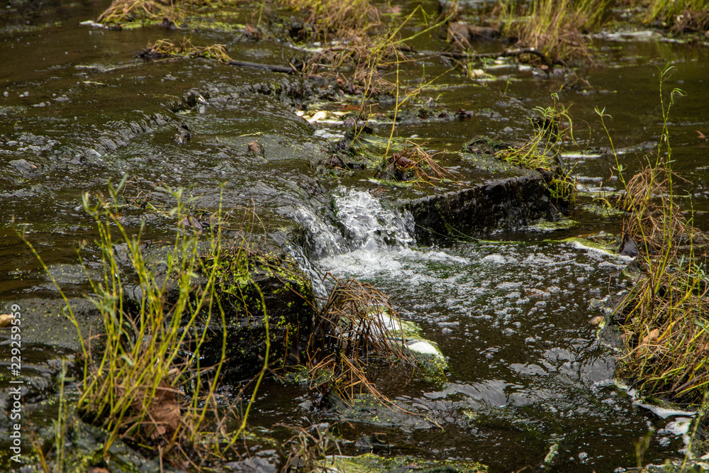 stream in forest