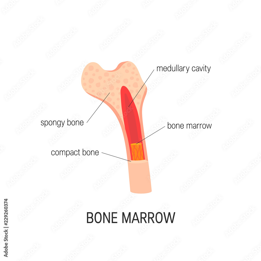 Bone marrow vector concept Bone marrow vector concept