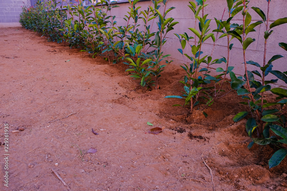 A row of Photinia Red Robin just planted. A row of Photinia Red Robin just planted.