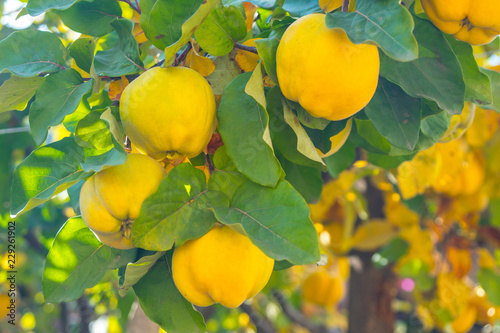 Tableau sur toile Branch of tree with ripe fruits of quince and leaves