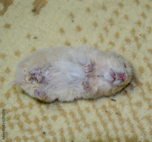 Dead hamster lying on the carpet. The dead home rodent hamster. photo