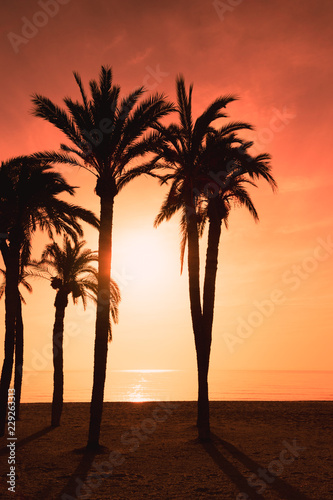 Burning sky and silhouette of palm trees