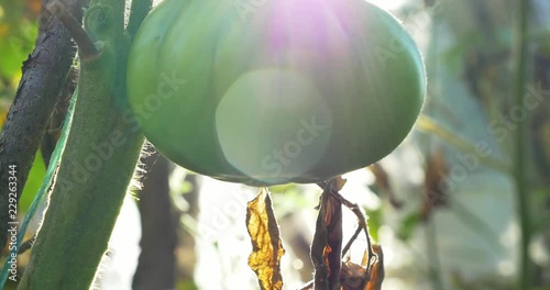 Green tomato in hot house growing. Home hothouse eco garden