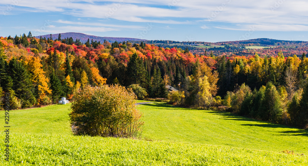 hillside of green meadow with wooded bright autumn fall foliage 