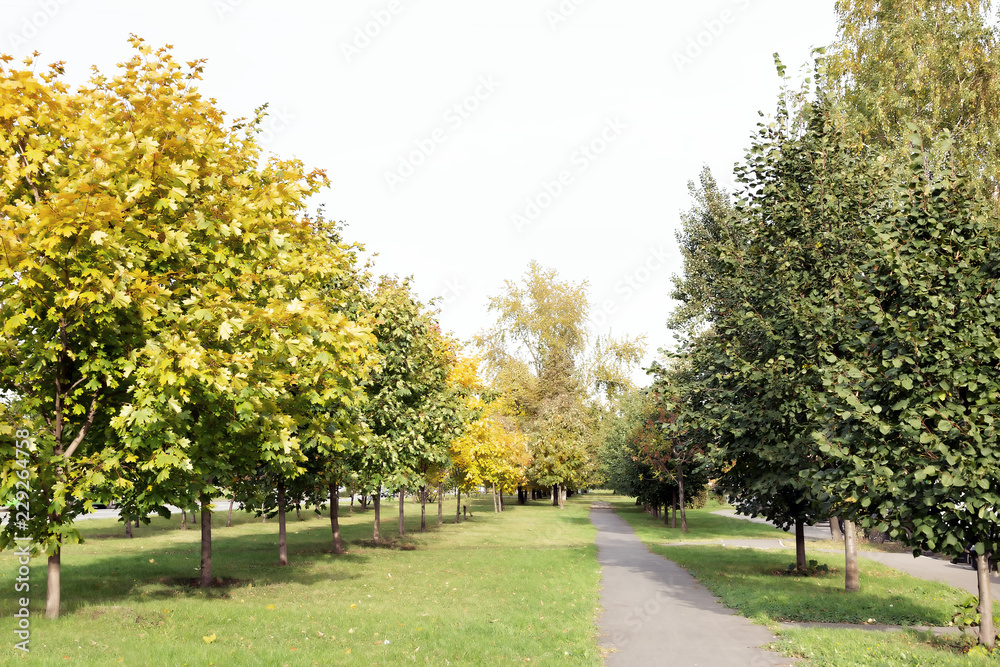 Narrow pathway in the park with young autumn trees
