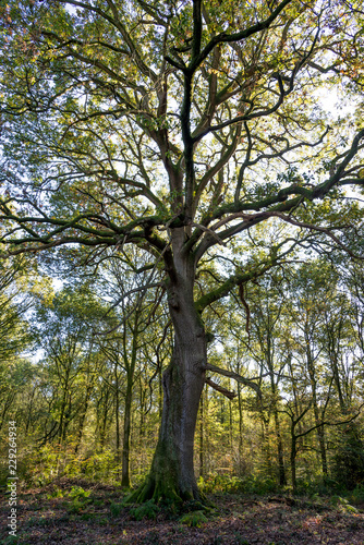 Savernake Forest - England's larger forest