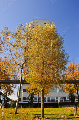 Fototapeta Naklejka Na Ścianę i Meble -  Jesienne drzewo o budynek mieszkalny na tle niebieskiego nieba.