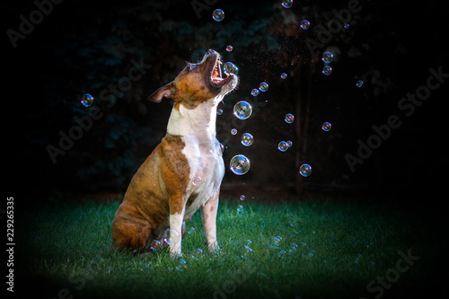 Foto Dog catching bubbles
