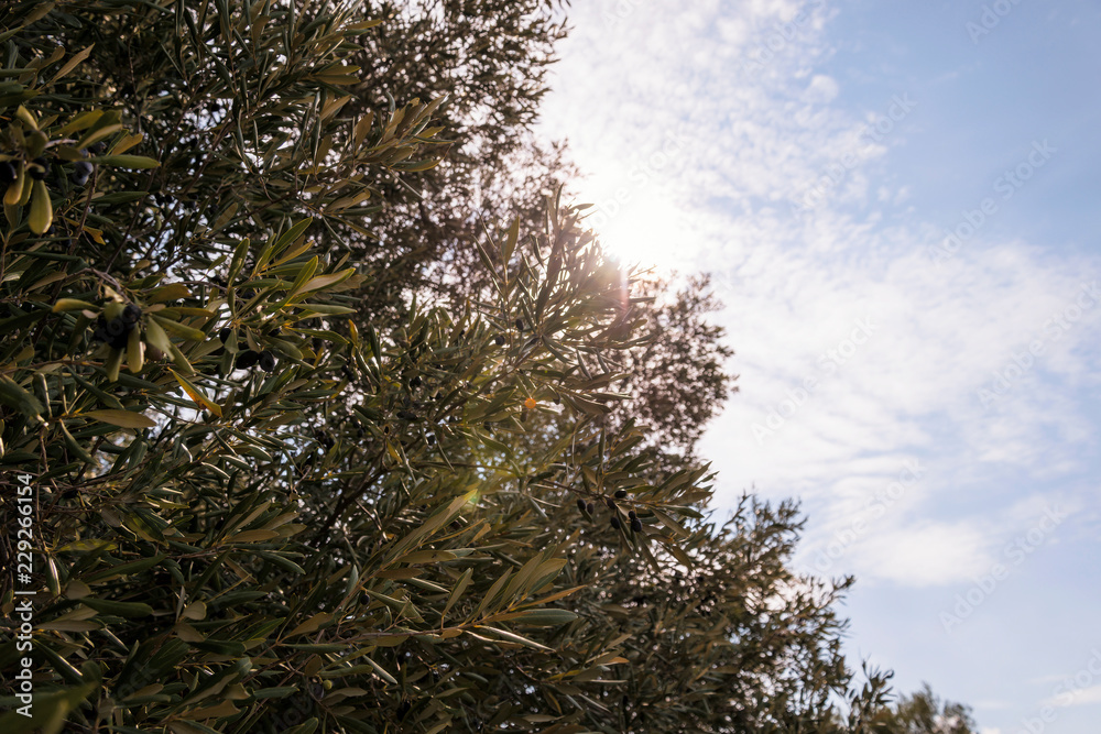 Olive trees in the countryside near the medieval white village of Ostuni Olive trees in the countryside near the medieval white village of Ostuni