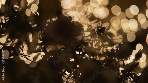 Tungsten bokeh lights through an out of focus plant for green screen