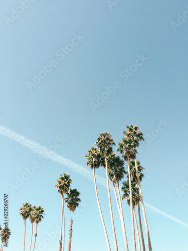 Palm trees against sky