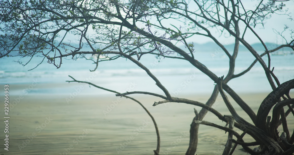 Defocused view of fallen mangrove and low tide waves on tropical beach Defocused view of fallen mangrove and low tide waves on tropical beach