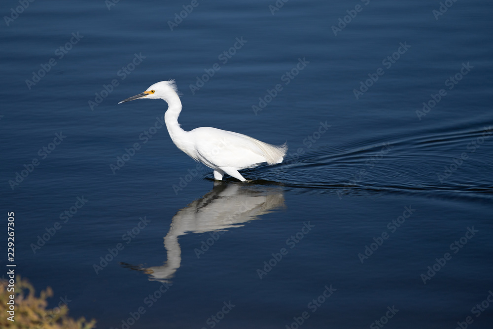 White Egret on the hunt in the Santa Clara river estuary in Ventura California United States White Egret on the hunt in the Santa Clara river estuary in Ventura California United States