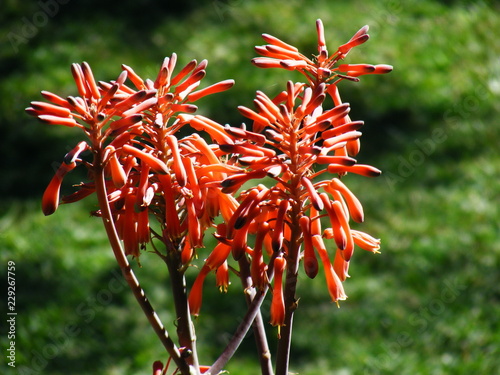 Close up of an aloe vera flower